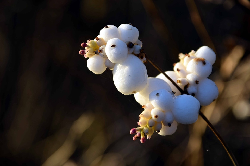 Beautiful Flowers blooming blossom