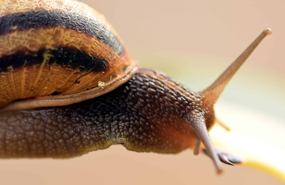 Animal beautiful photo brown