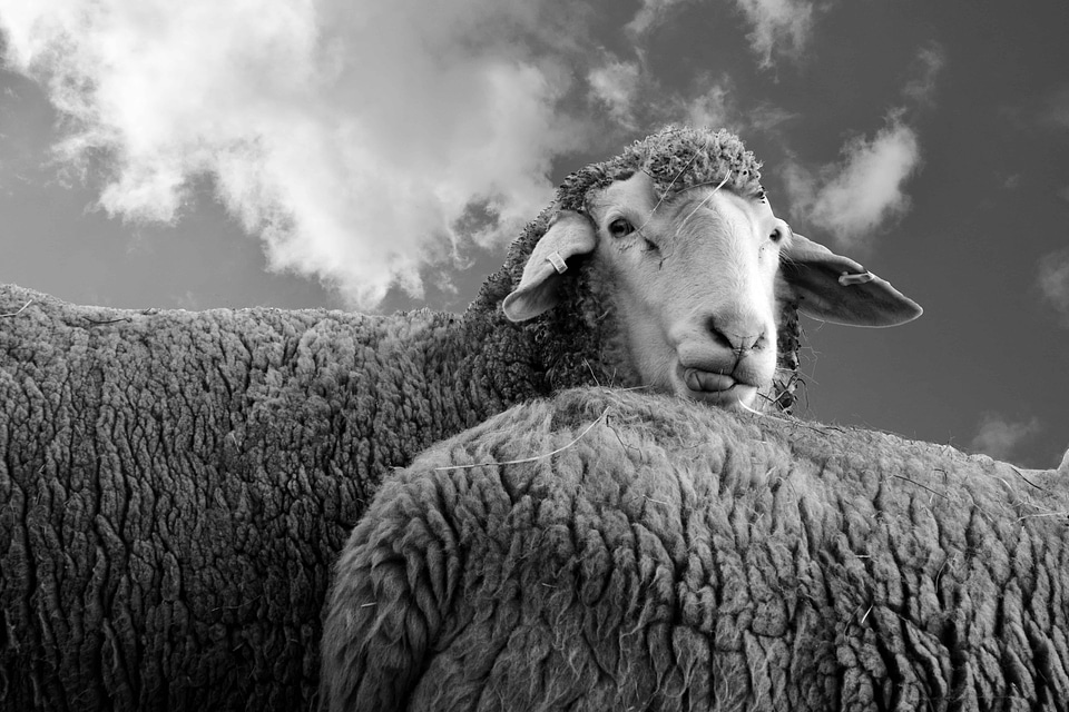 Animal black and white farm