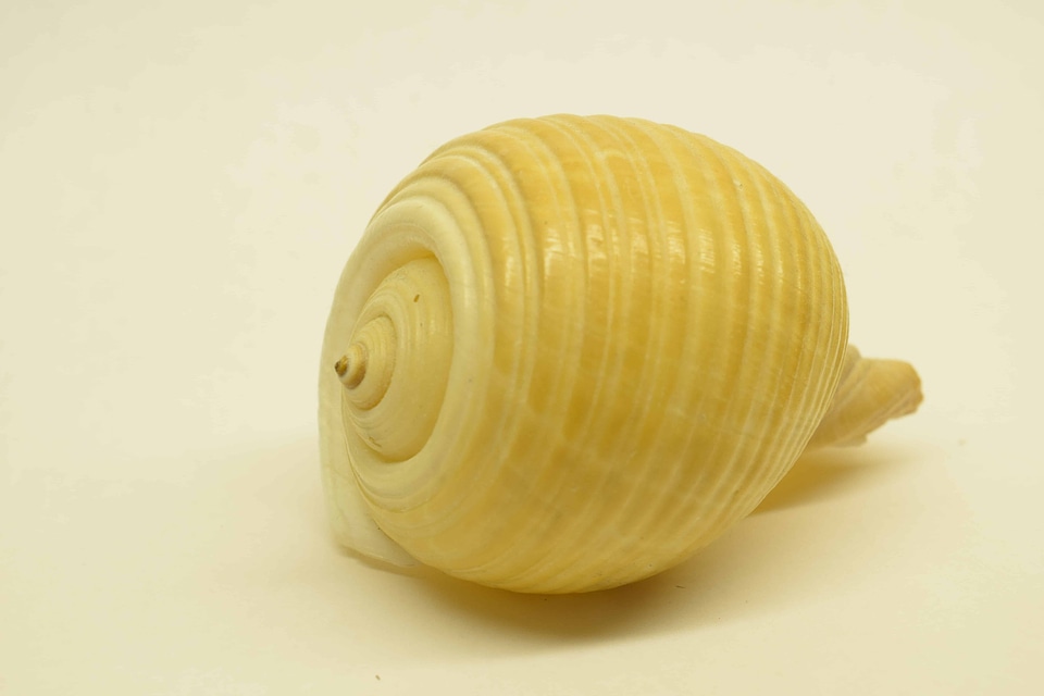 Animal conch daylight