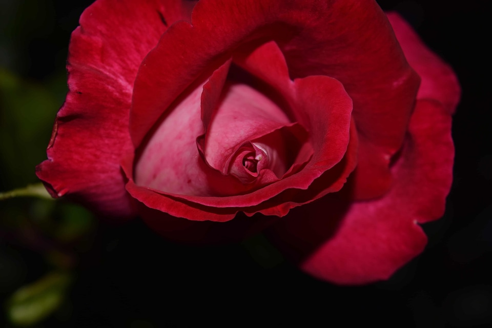 Beautiful Flowers blooming blossom