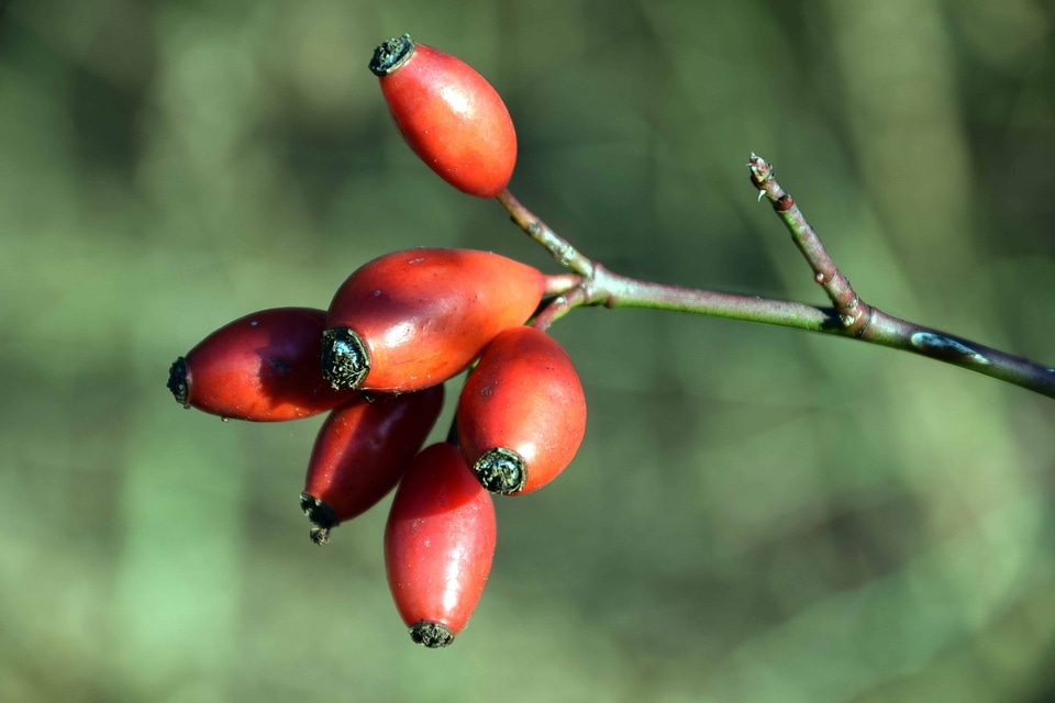 Autumn autumn season branch