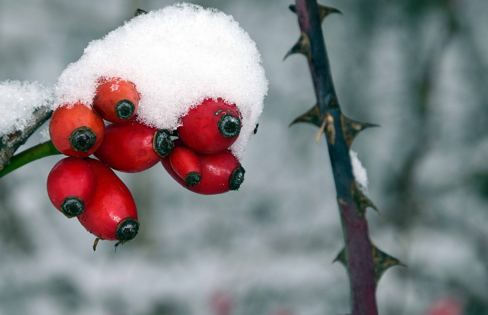 Cold daylight flora