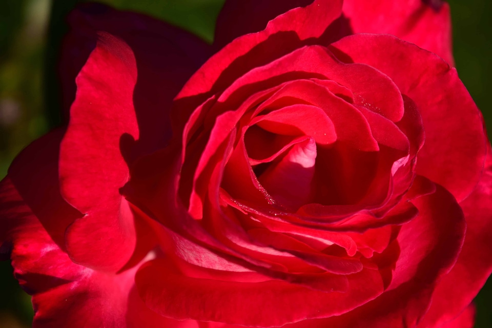 Beautiful Flowers blooming blossom