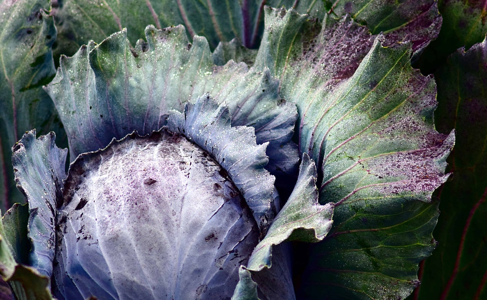 Agave Asparagaceae cabbage diet