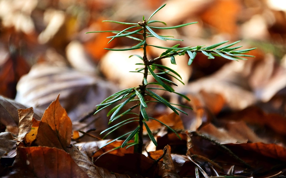 Autumn branch flora