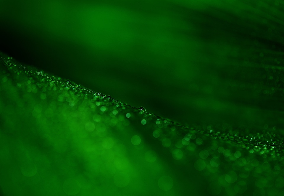 Leaf veins nature dark green