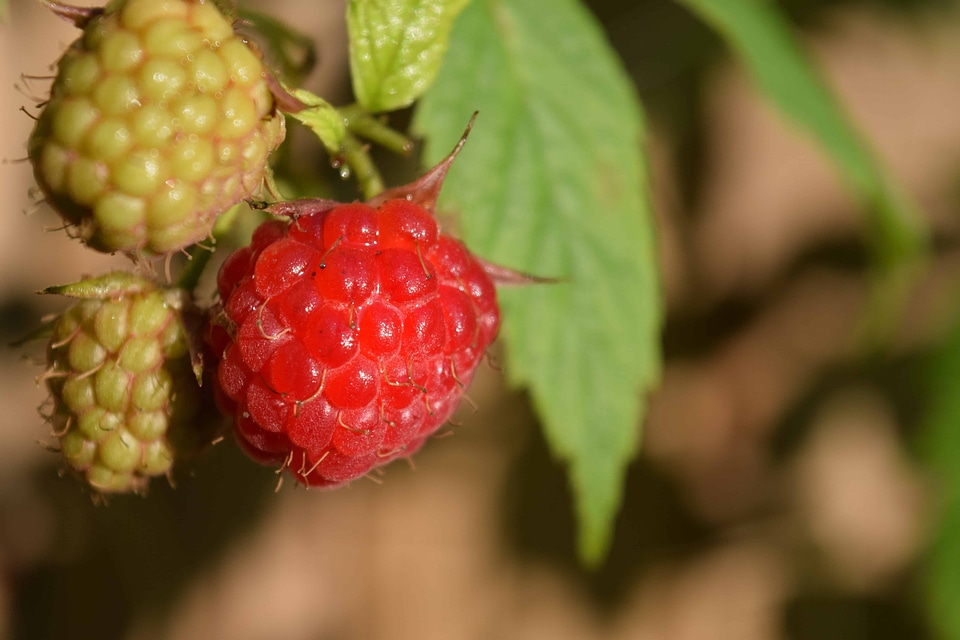 Berry diet dietary