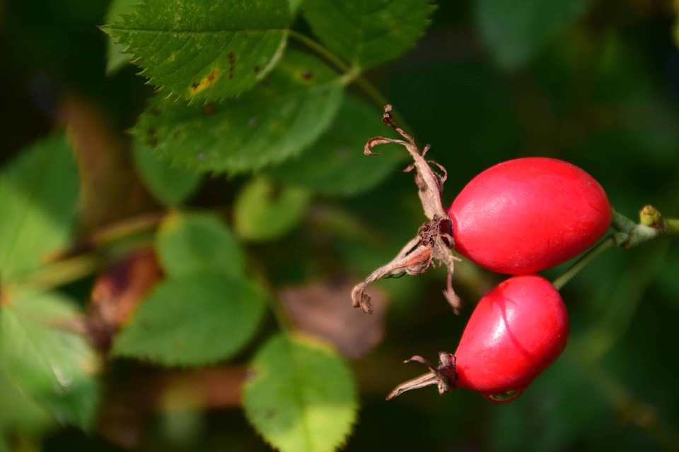 Berry branch climate