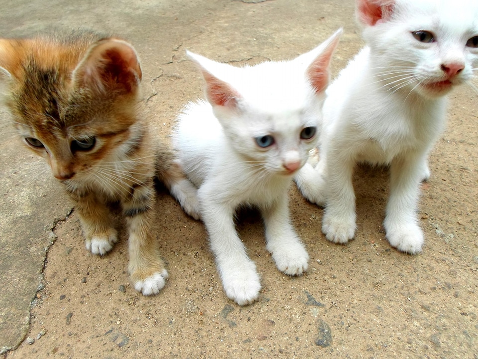 Mammals baby small