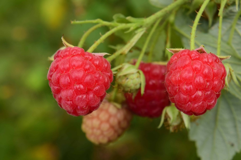Beautiful Photo berry calorie