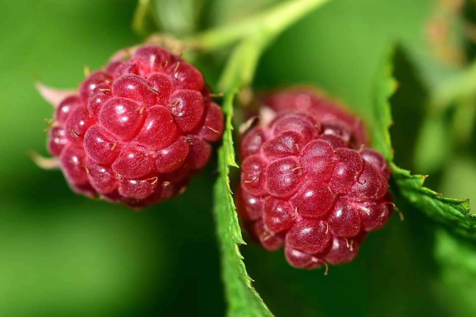 Berry blackberry calorie