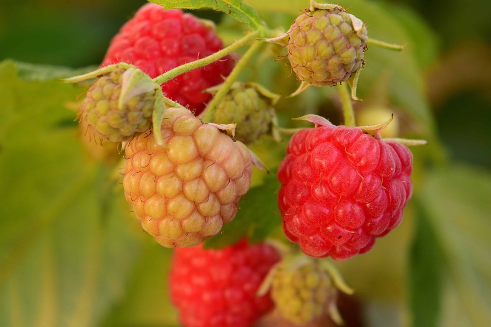 Berry calorie delicious