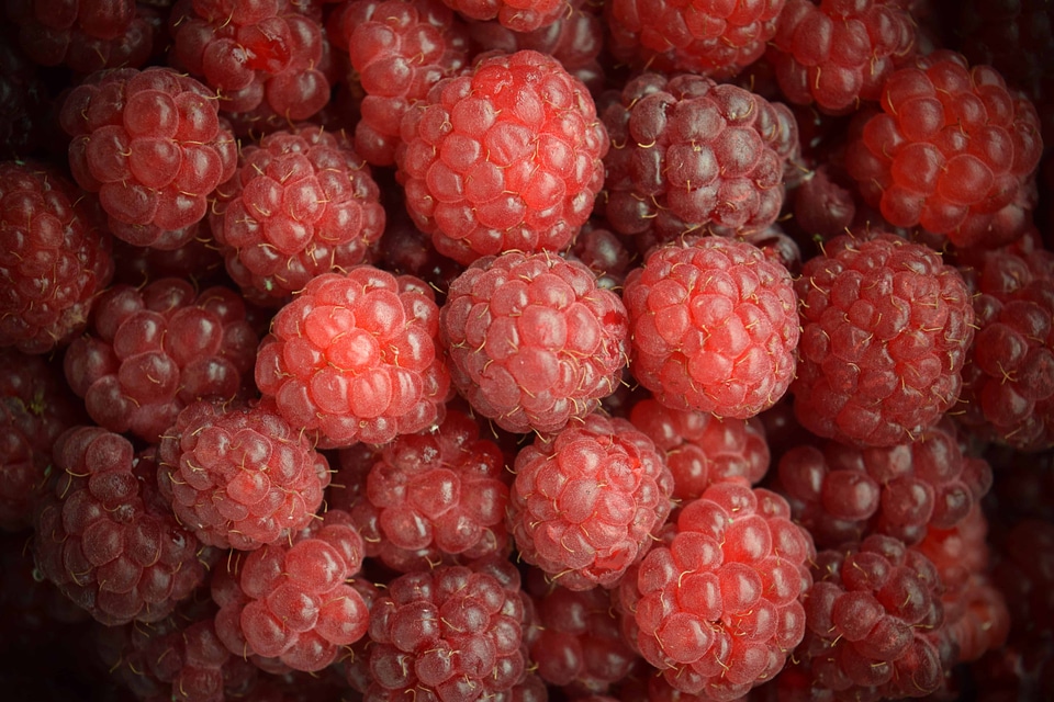 Berry blackberry calorie