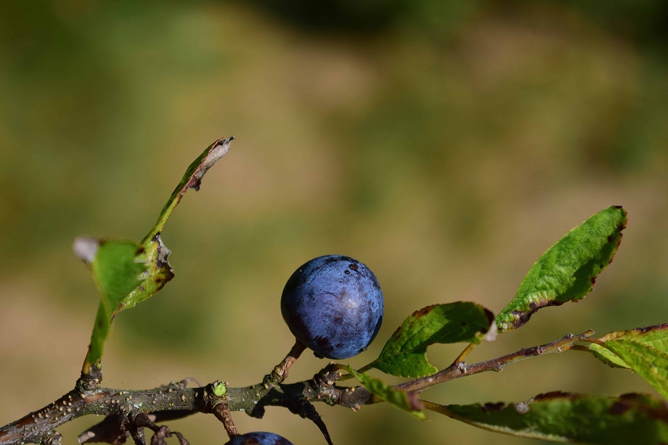 Berry diet dietary
