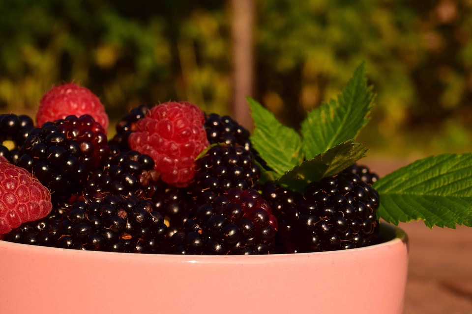 Beautiful Photo berry blackberry