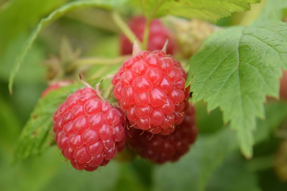 Berry calorie delicious