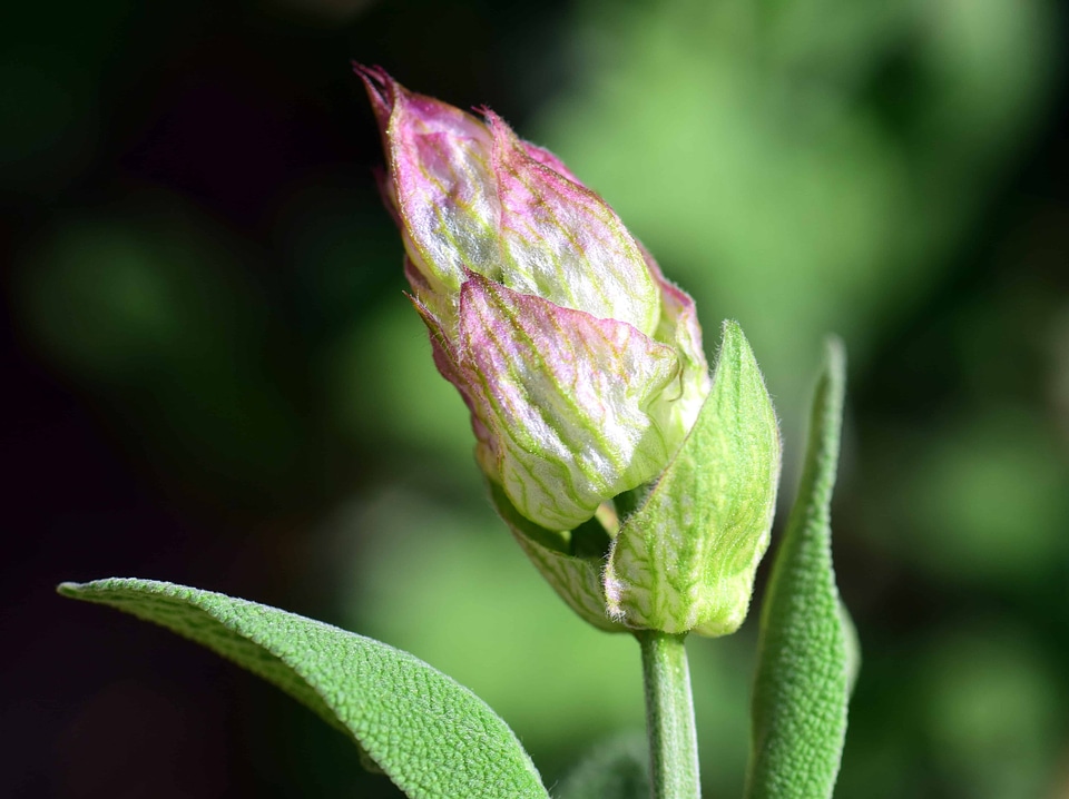 Beautiful Flowers blooming blossom photo