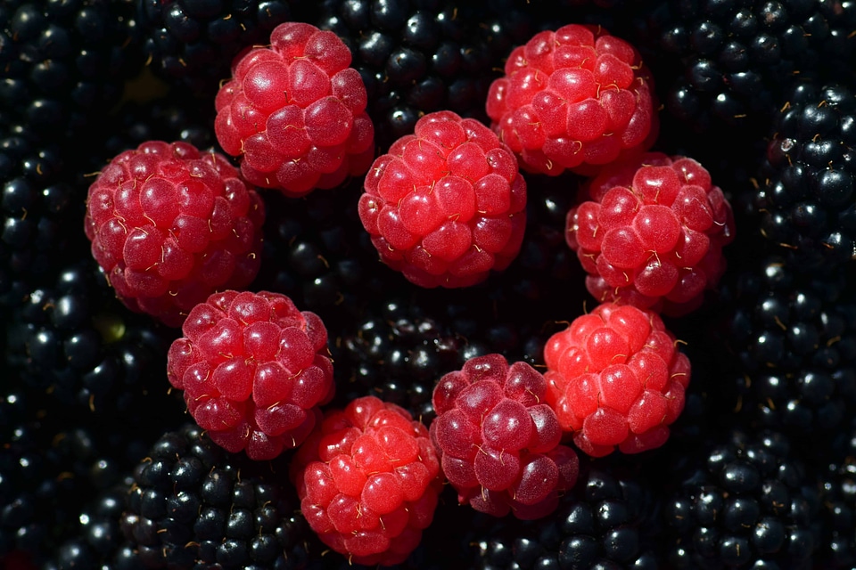 Berry blackberry calorie