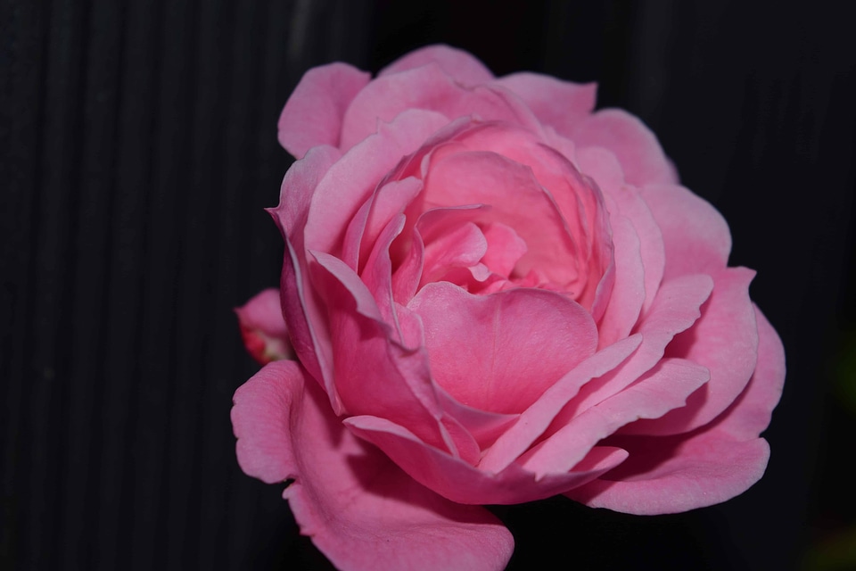 Beautiful Flowers bloom blooming