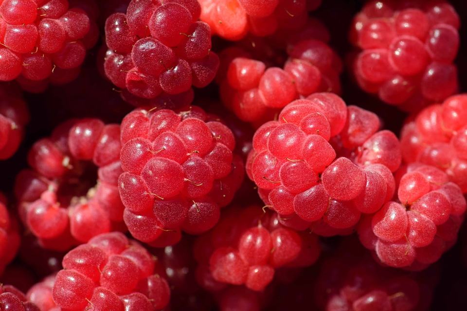Beautiful Photo berry calorie