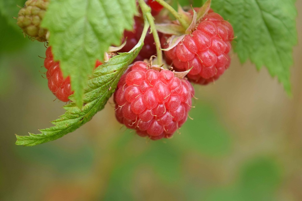Beautiful Photo berry calorie