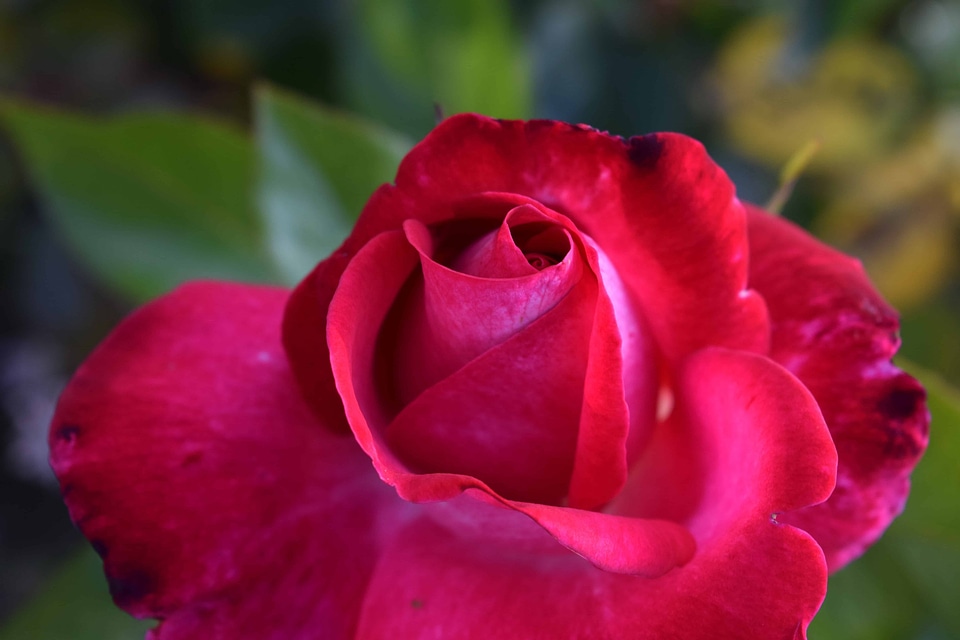 Beautiful beautiful flowers beautiful photo