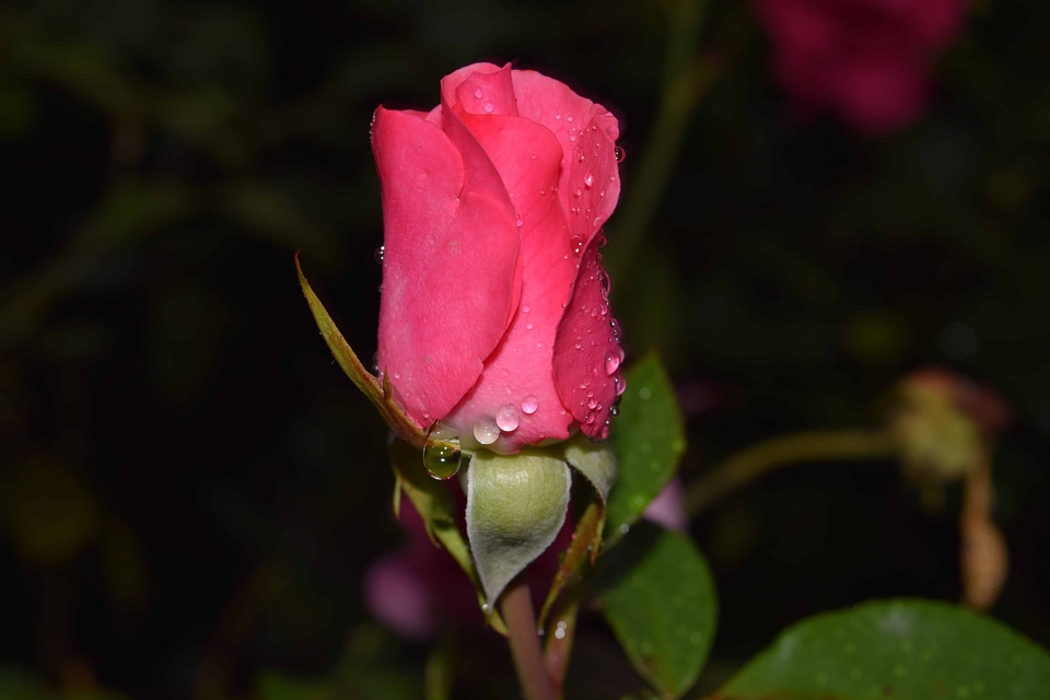 Beautiful Flowers bloom blooming