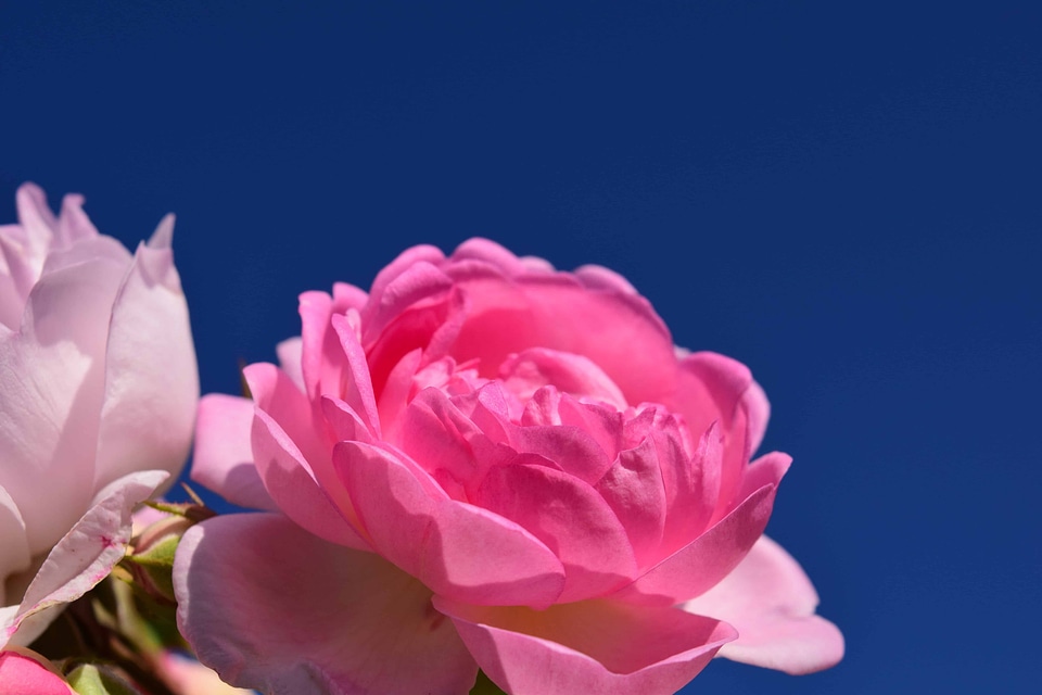 Beautiful Flowers blooming blossom