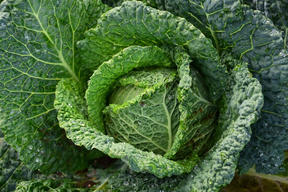 Calorie dark green delicious
