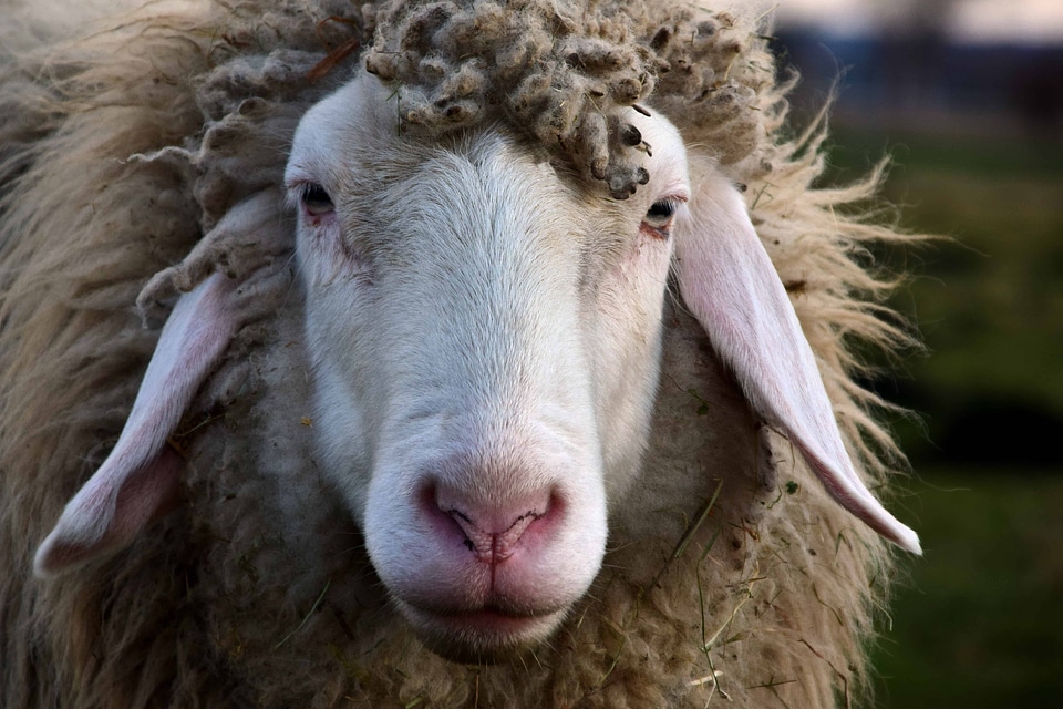 Animal beautiful photo ear