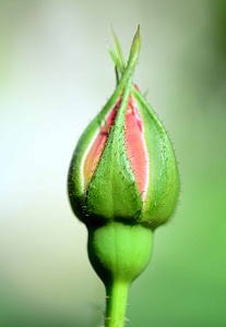 Beautiful Flowers blooming blossom photo