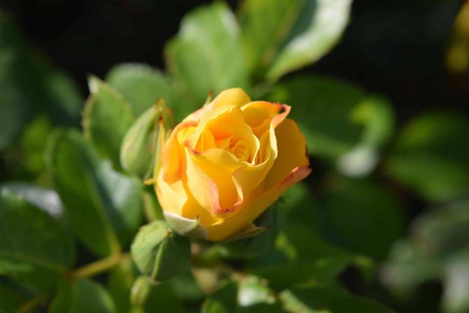 Beautiful beautiful flowers bloom