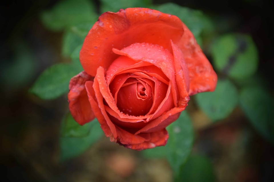 Beautiful Flowers bloom blooming