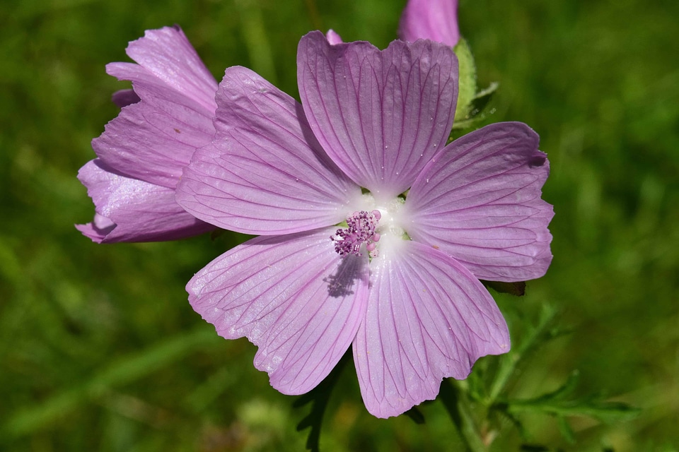 Beautiful beautiful flowers bloom
