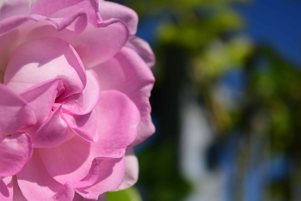 Beautiful beautiful flowers bloom