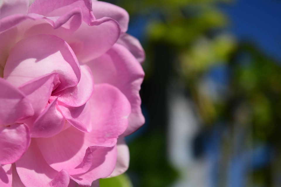 Beautiful beautiful flowers bloom photo