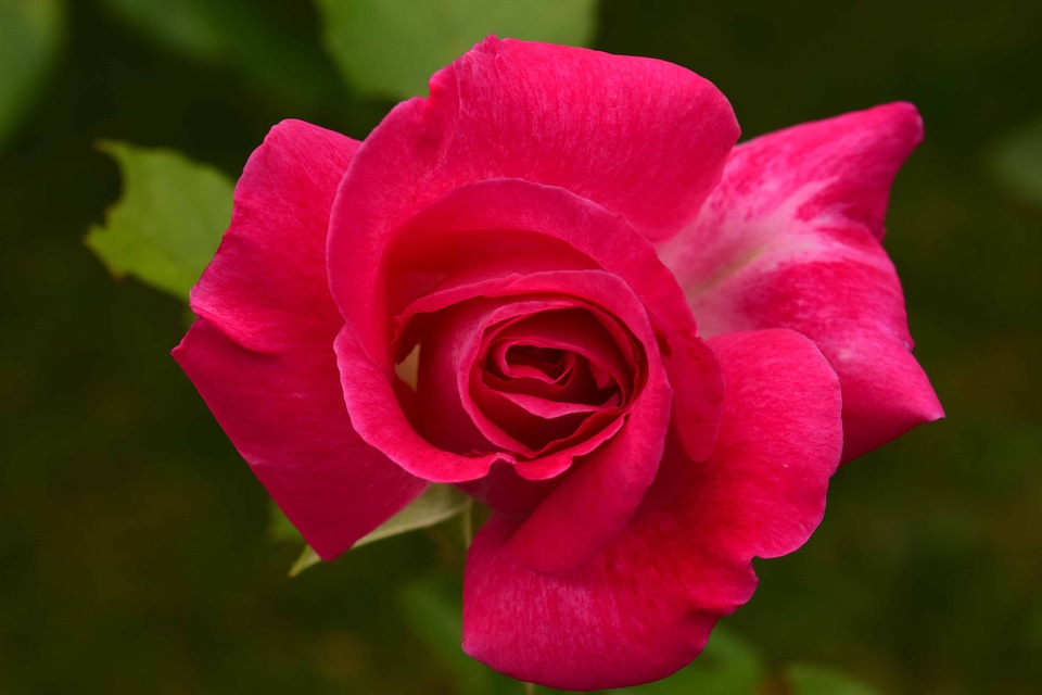 Beautiful Flowers blooming blossom