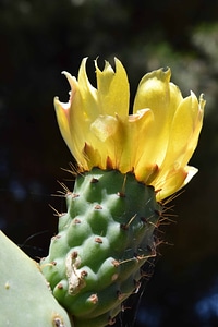 Agave Asparagaceae beautiful flowers bloom