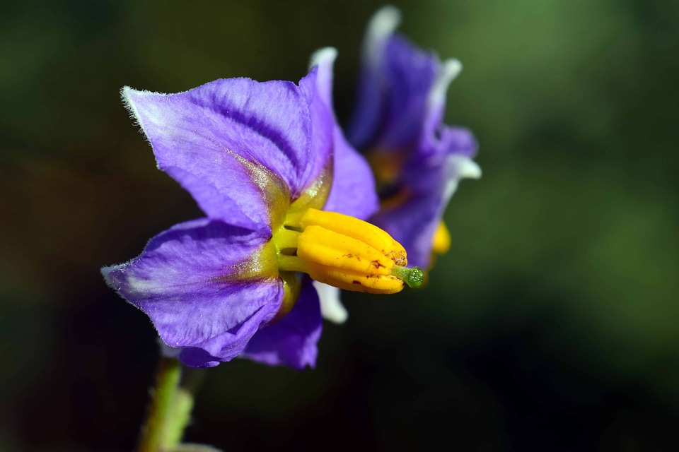 Beautiful Flowers bloom blooming