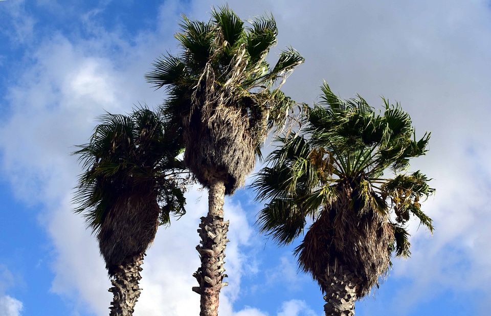 Cloud coconut exotic