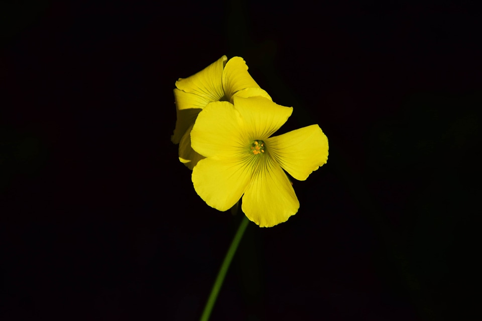 Beautiful Flowers bloom blooming