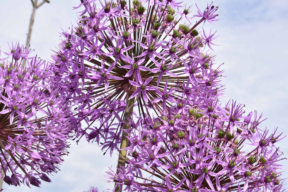 Beautiful beautiful flowers blooming