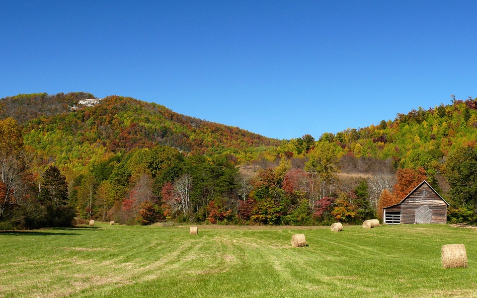 Grass season trees