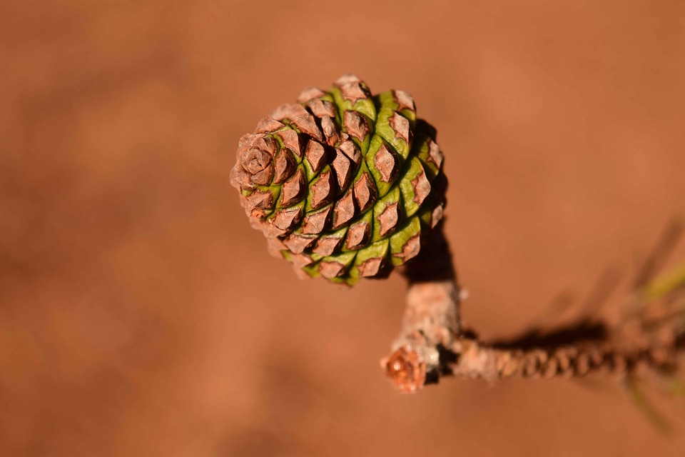 Branch climate conifer