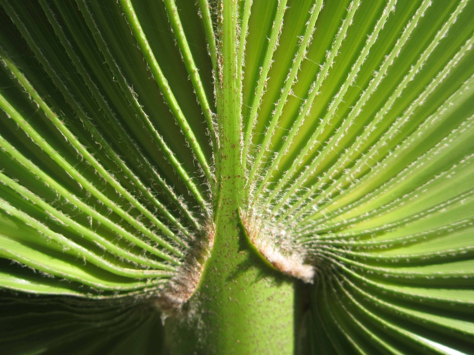 Dark Green exotic flora