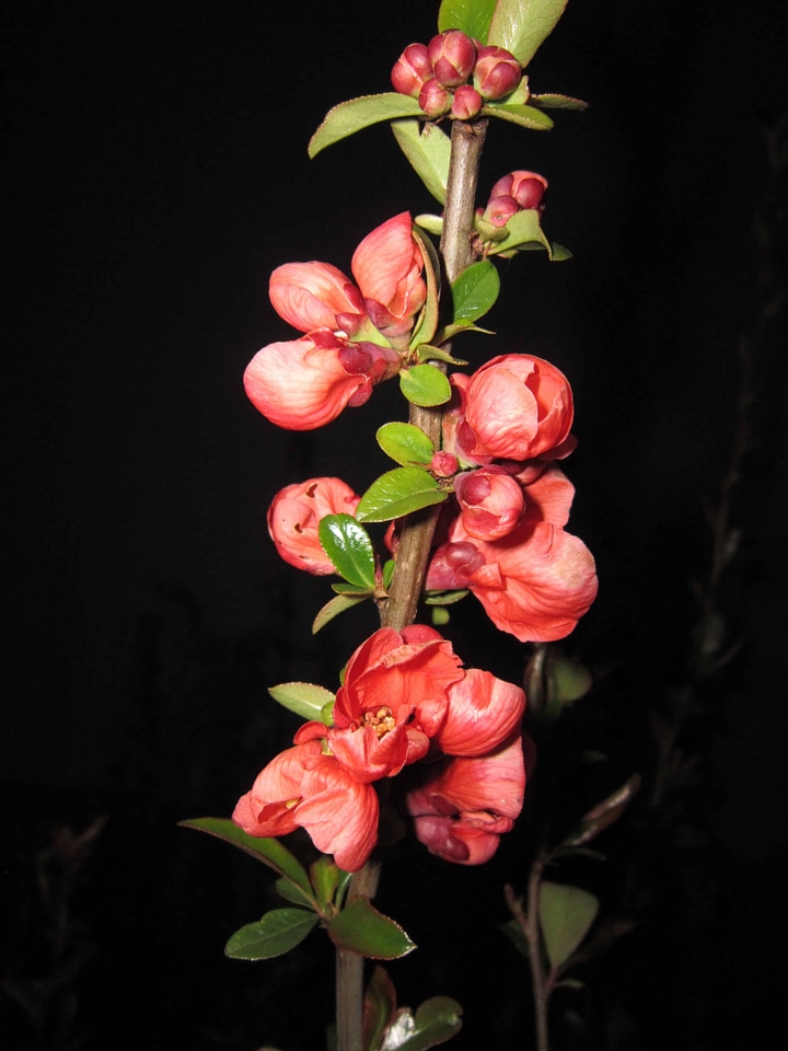 Beautiful Flowers blooming blossom