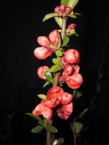 Beautiful Flowers blooming blossom