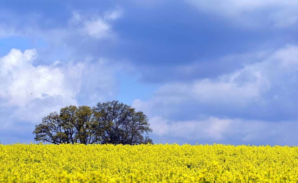 Agriculture beautiful flowers blooming