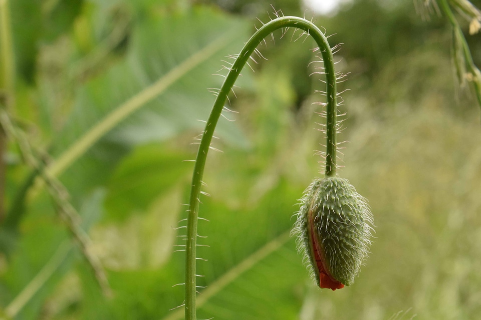 Agriculture daylight flora